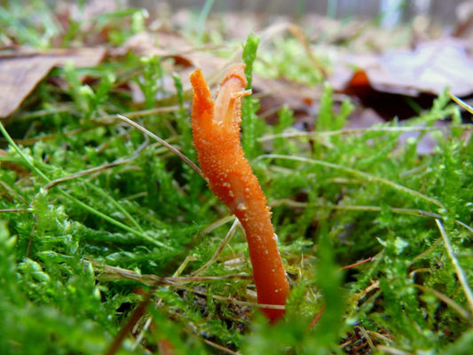 Így hat ránk a Vörös rovarrontógomba (Cordyceps Militaris)!