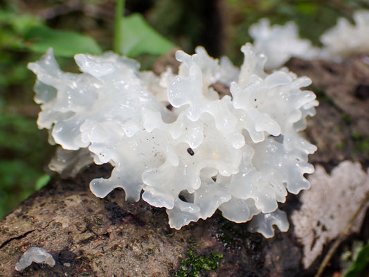 Miért jó az ezüst rezgőgoma (Tremella fuciformis) rendszeres fogyasztása?