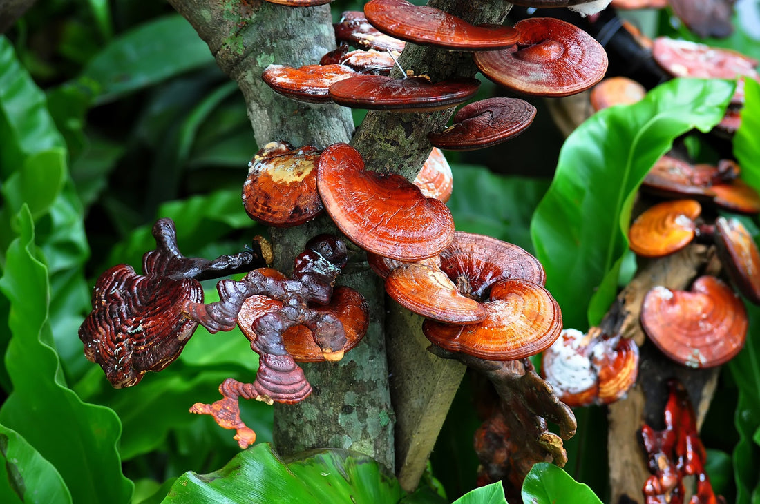 Miért jó a Ganoderma gomba rendszeres fogyasztása?