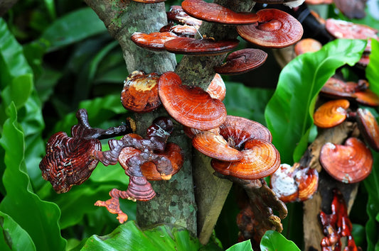 Miért jó a Ganoderma gomba rendszeres fogyasztása?